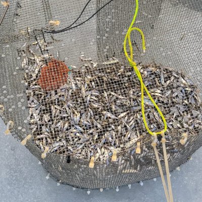 Photo of Hadley Lake Live Bait
