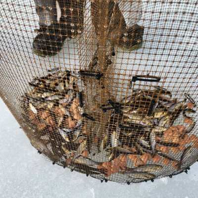 Photo of Little Beetle Bait