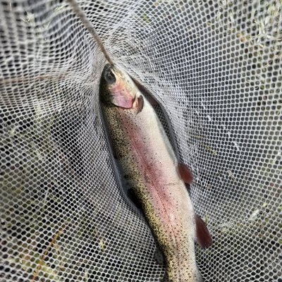 Photo of Stratton's Bait