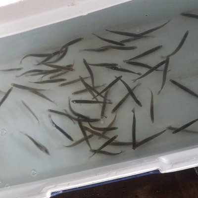 Photo of Turner's Live Bait